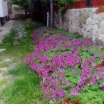 Nirvana Guest house 3*